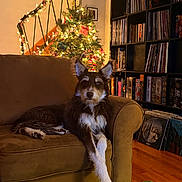 Klaus joined the competition — help win amazing prizes! board_games, bookshelf, brown_fur, christmas_tree, couch, cozy, decorations, dog, ears_up, green_rug, holiday_lights, indoors, living_room, paw, pet, relaxed, vinyl_records, warm_lighting, white_fur, wood_floor