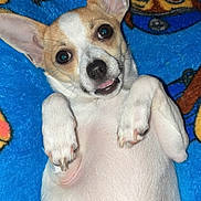 Peewy participe au concours pour gagner de l'argent avec cette photo : animal, blue_blanket, close_up, companion, cute, dog, domestic_animal, ears_up, fur, happy, indoor, looking_at_camera, lying_down, paw, pet, playful, resting, small_dog, tan_fur, white_fur