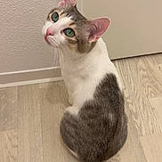 Paco participe au concours pour gagner de l'argent avec cette photo : animal, cat, curious, cute, domestic, door, ears, feline, flooring, fur_pattern, green_eyes, indoor, looking_up, pet, sitting, tail, wall, whiskers, white_and_gray_fur, wooden_floor