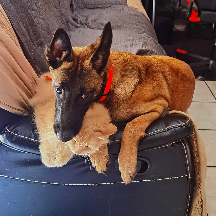 Vulcain a rejoint le concours — aidez-le/la à gagner de superbes lots ! animal, architecture, building, canine, chair, computerhardware, couch, desk, dog, electronics, furniture, germanshepherd, hardware, indoors, livingroom, monitor, pet, room, screen, table