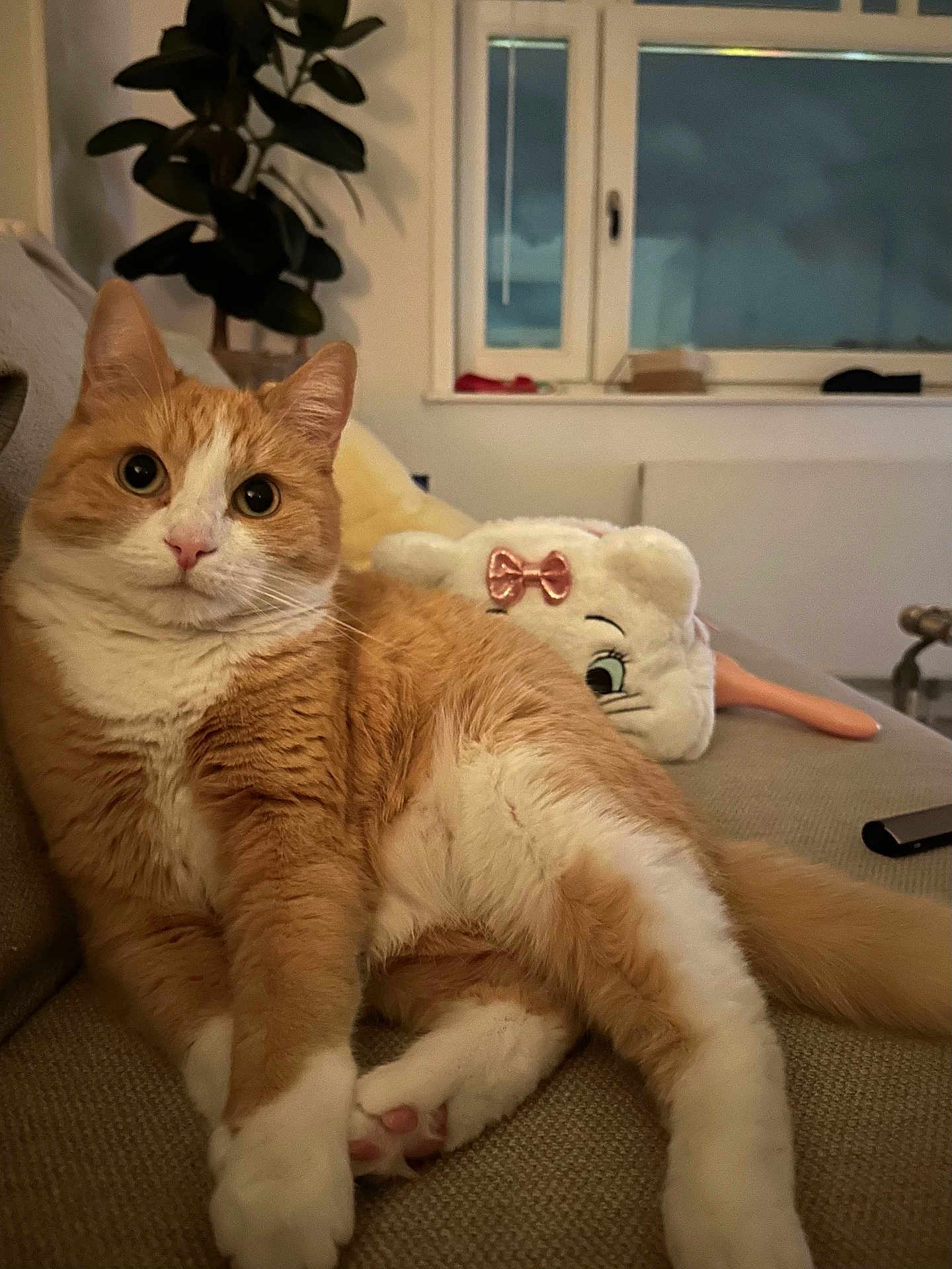 Dolly a rejoint le concours — aidez-le/la à gagner de superbes lots ! cat, orange_cat, white_cat, pet, indoor, couch, plush_toy, plant, window, night, cozy, feline, relaxed, curious, fur, whiskers, ears, paw, home, living_room