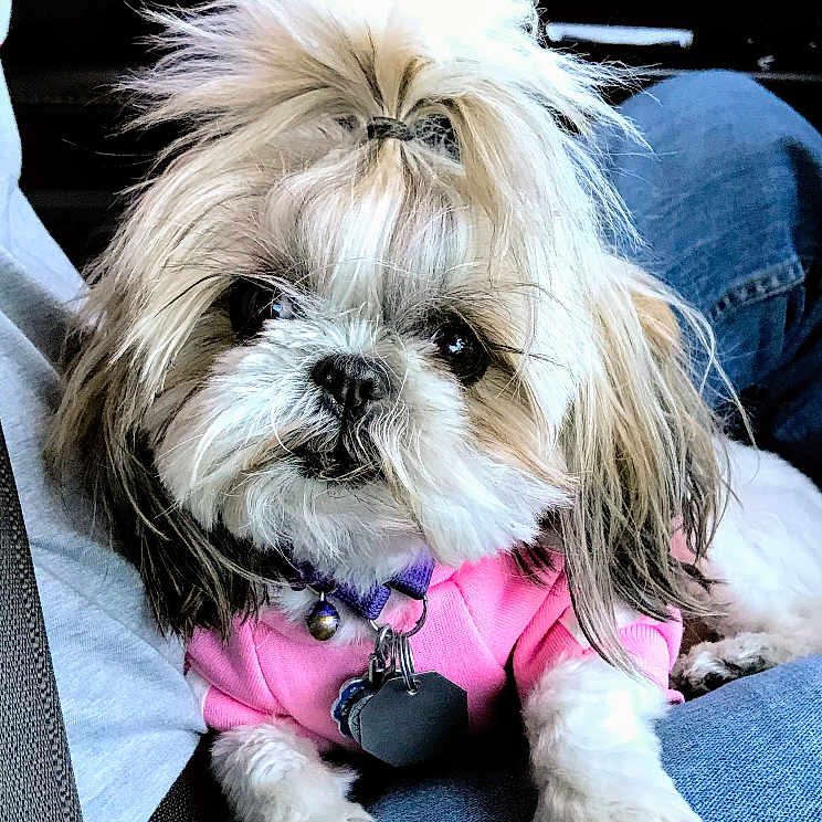 Mitzi