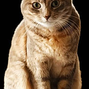 Princesse participe au concours pour gagner de l'argent avec cette photo : cat, tabby, feline, pet, portrait, green_eyes, whiskers, fur, sitting, paws, ears, closeup, striped, looking_at_camera, isolated, cutout, adorable, animal, indoor, brown_fur