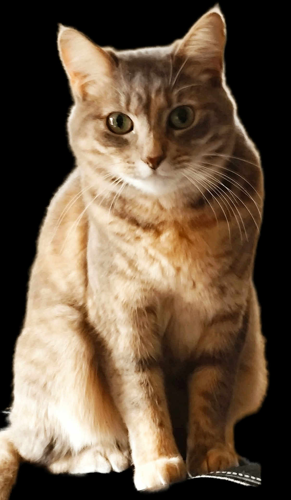 Princesse participe au concours pour gagner de l'argent avec cette photo : cat, tabby, feline, pet, portrait, green_eyes, whiskers, fur, sitting, paws, ears, closeup, striped, looking_at_camera, isolated, cutout, adorable, animal, indoor, brown_fur