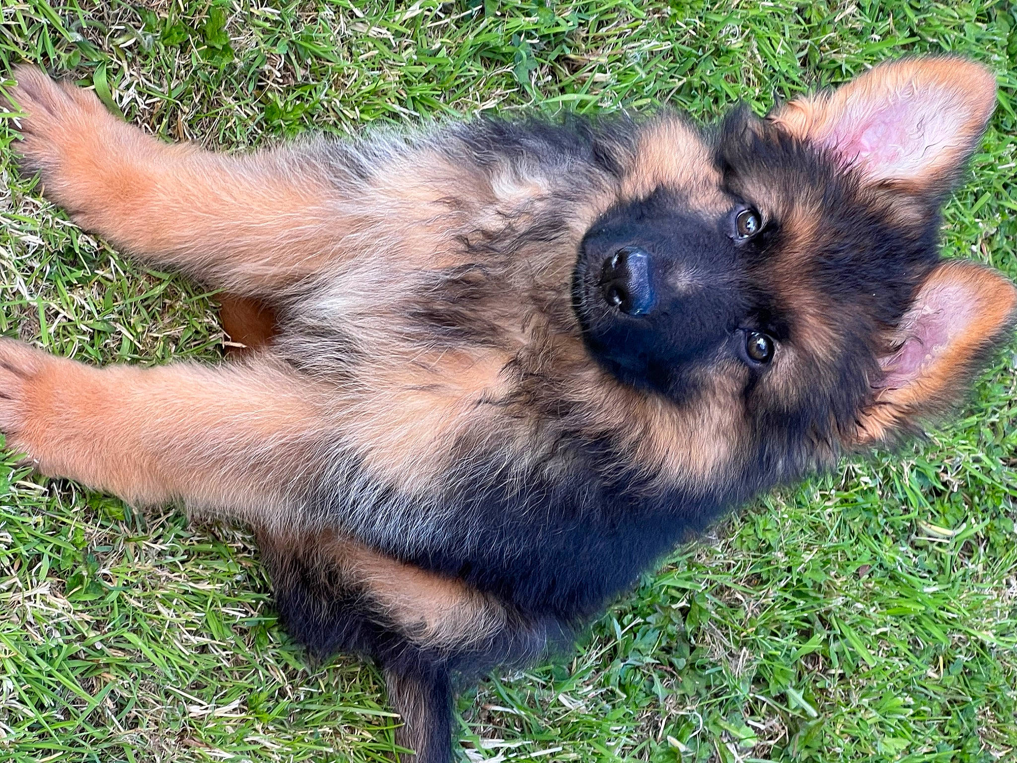 Bobby is registered to the contest to win money with this photo: canidae, carnivore, companion_dog, dog, dog_breed, fawn, fur, german_shepherd_dog, grass, herding_dog, king_shepherd, old_german_shepherd_dog, snout, sporting_group, terrestrial_animal, whiskers, working_animal, working_dog