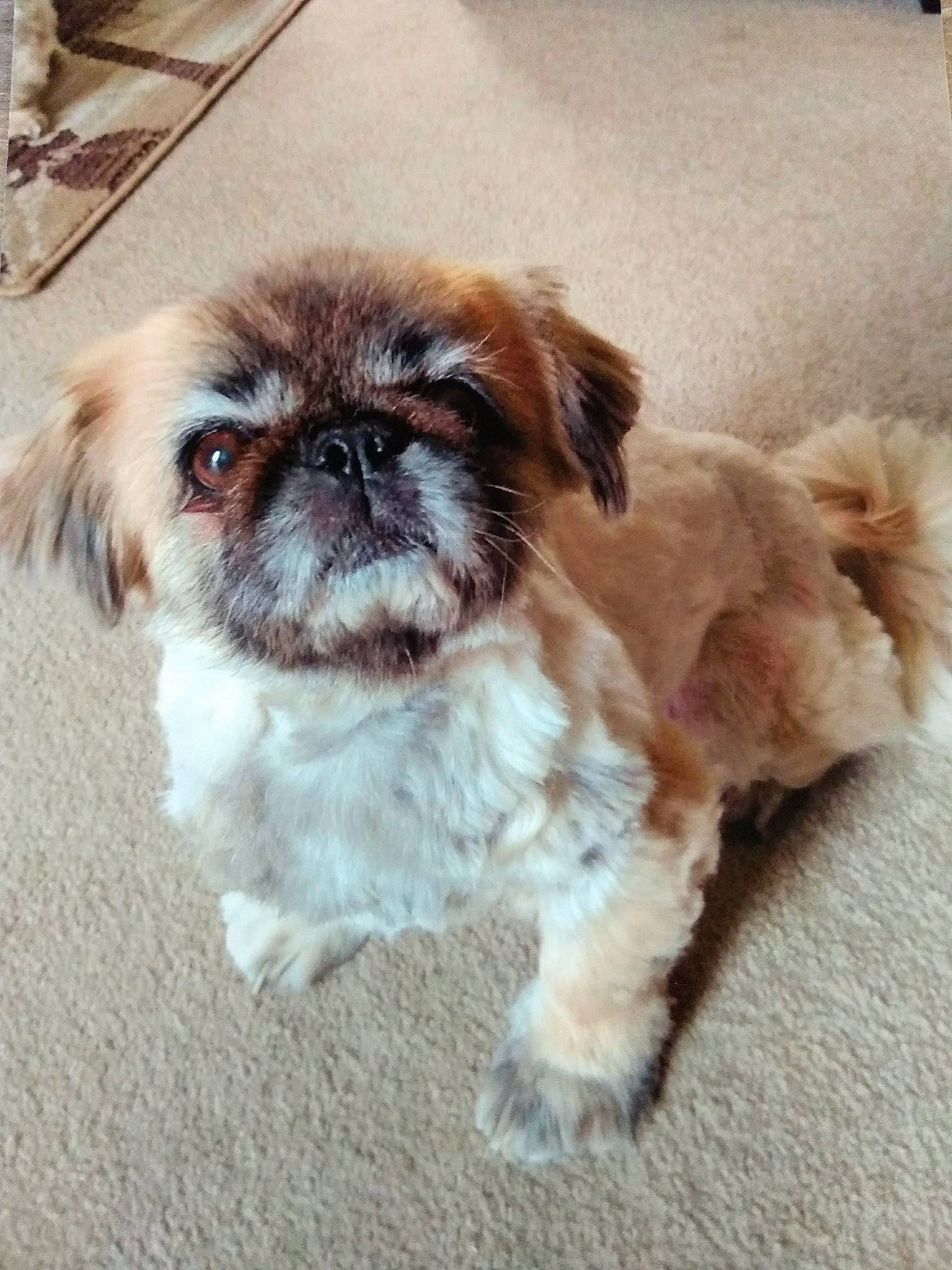 Milo is registered to the contest to win money with this photo: biting, canidae, carnivore, companion_dog, dog, dog_breed, dog_supply, fawn, fur, liver, maltepoo, non_sporting_group, puppy, shih_tzu, snout, sporting_group, terrestrial_animal, toy_dog, whiskers, working_animal