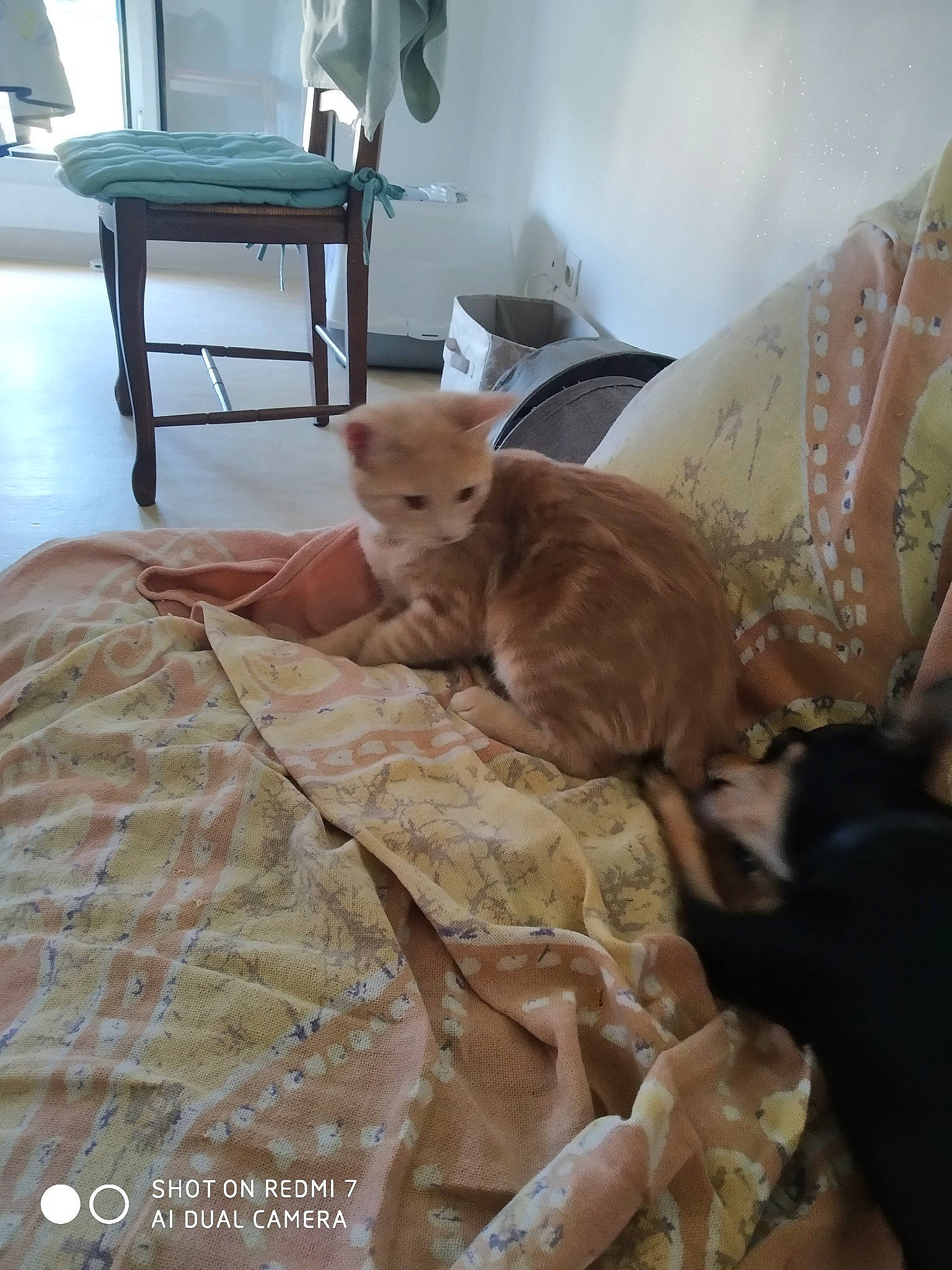 Luna participe au concours pour gagner de l'argent avec cette photo : asian, bed_sheet, carnivore, cat, cornish_rex, fawn, felidae, furniture, kitten, room, small_to_medium_sized_cats, whiskers