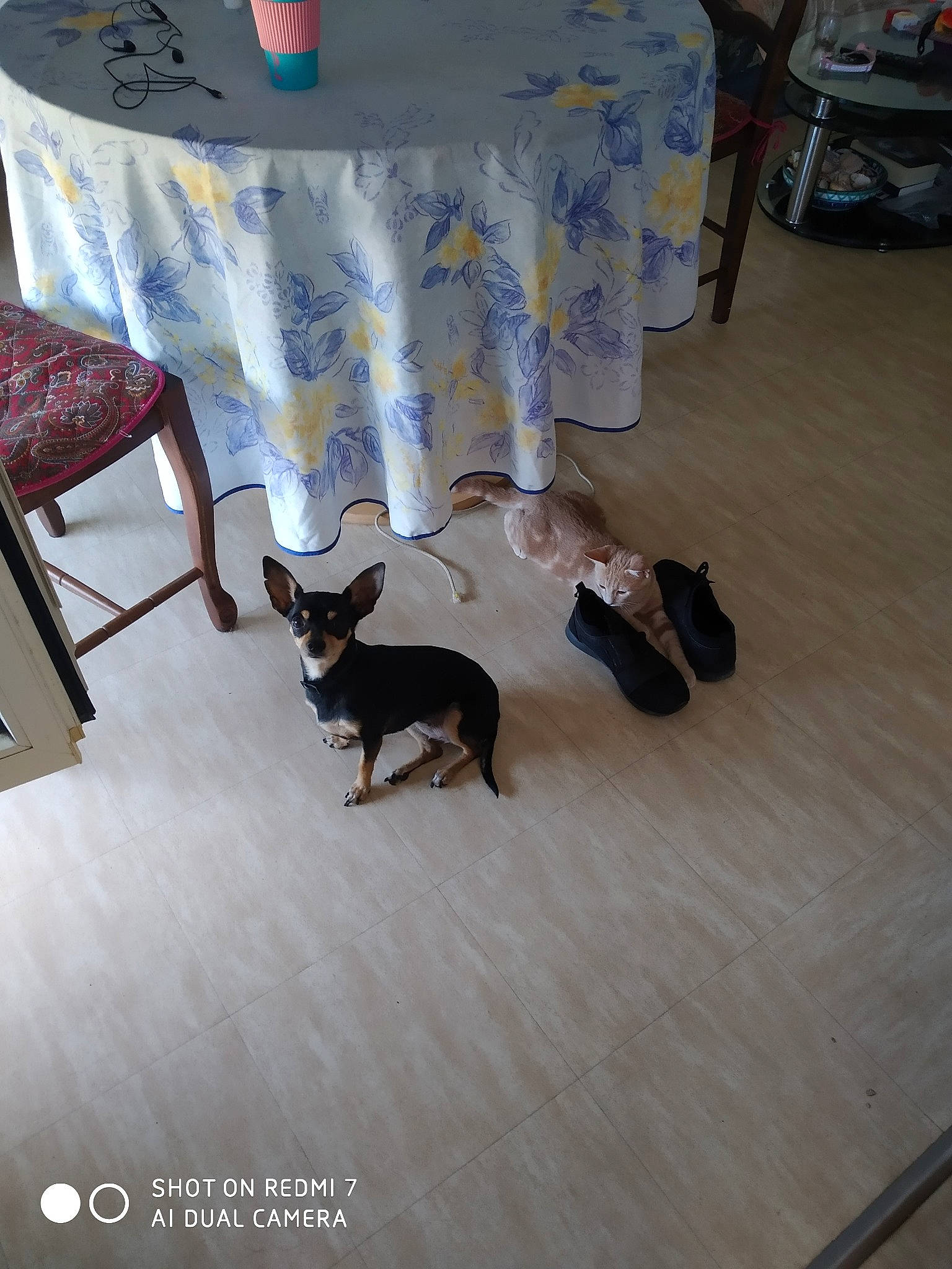 Luna participe au concours pour gagner de l'argent avec cette photo : boston_terrier, canidae, carnivore, cat, chihuahua, dog, dog_breed, english_toy_terrier, fawn, floor, flooring, hardwood, miniature_pinscher, non_sporting_group, prazsky_krysarik, rat_terrier, table, tail, toy_dog, toy_fox_terrier