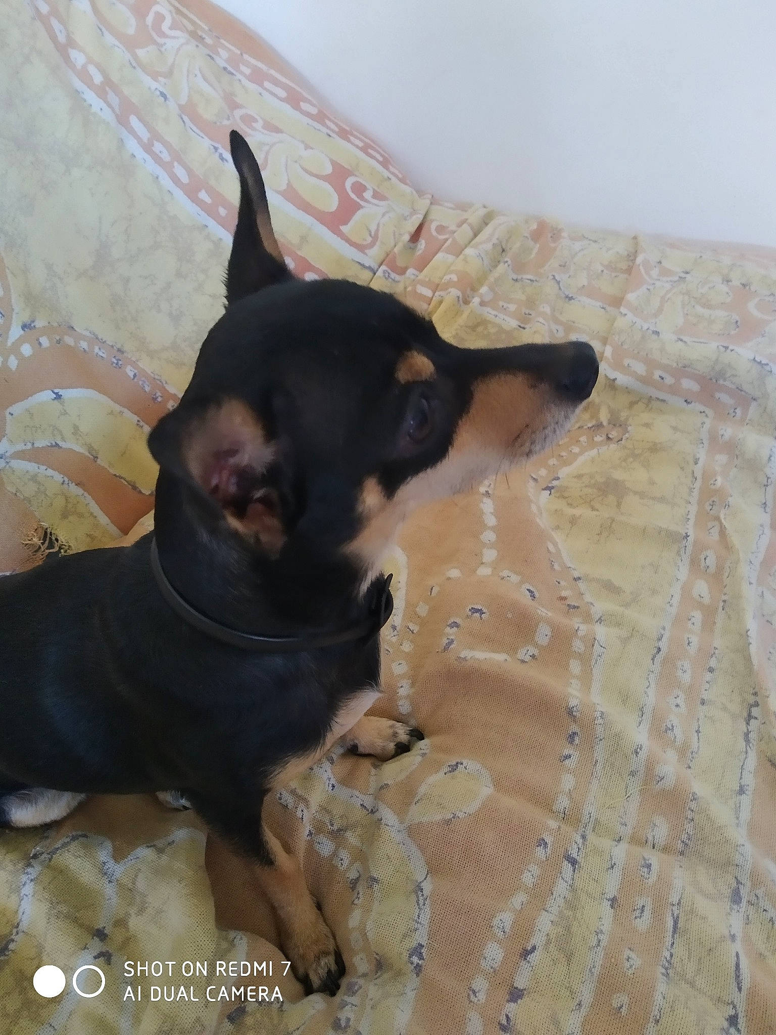 Luna a rejoint le concours — aidez-le/la à gagner de superbes lots ! canidae, carnivore, dobermann, dog, dog_breed, english_toy_terrier, fawn, german_pinscher, guard_dog, mammal, manchester_terrier, miniature_pinscher, pinscher, prazsky_krysarik, russkiy_toy, toy_dog, toy_manchester_terrier