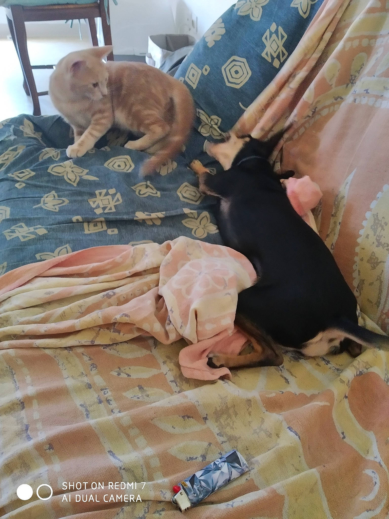 Luna a rejoint le concours — aidez-le/la à gagner de superbes lots ! canidae, carnivore, dog, dog_breed, fawn, patterdale_terrier