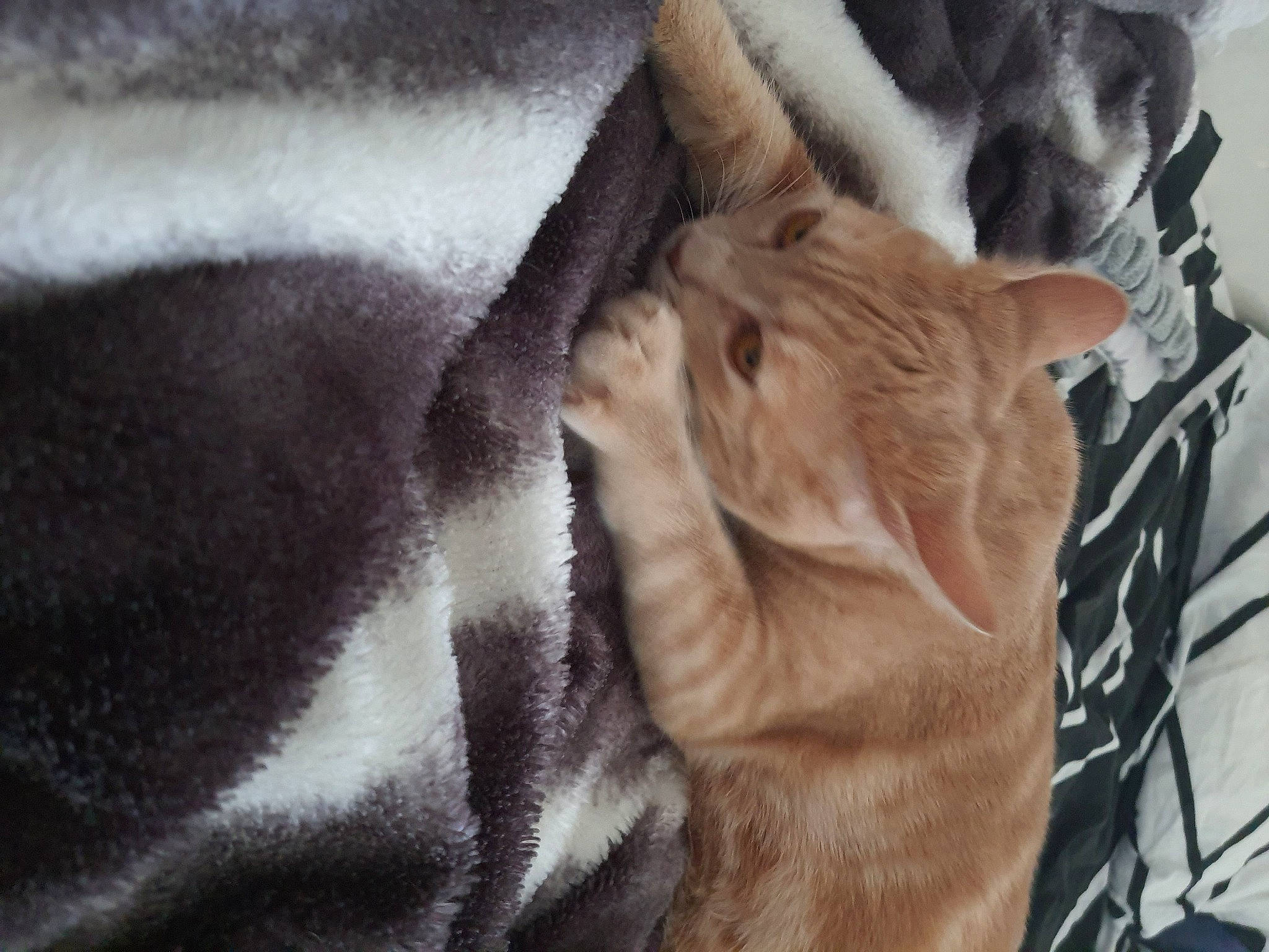 Carla a rejoint le concours — aidez-le/la à gagner de superbes lots ! american_shorthair, carnivore, cat, domestic_short_haired_cat, european_shorthair, fawn, felidae, fur, kitten, small_to_medium_sized_cats, snout, tabby_cat, textile, whiskers