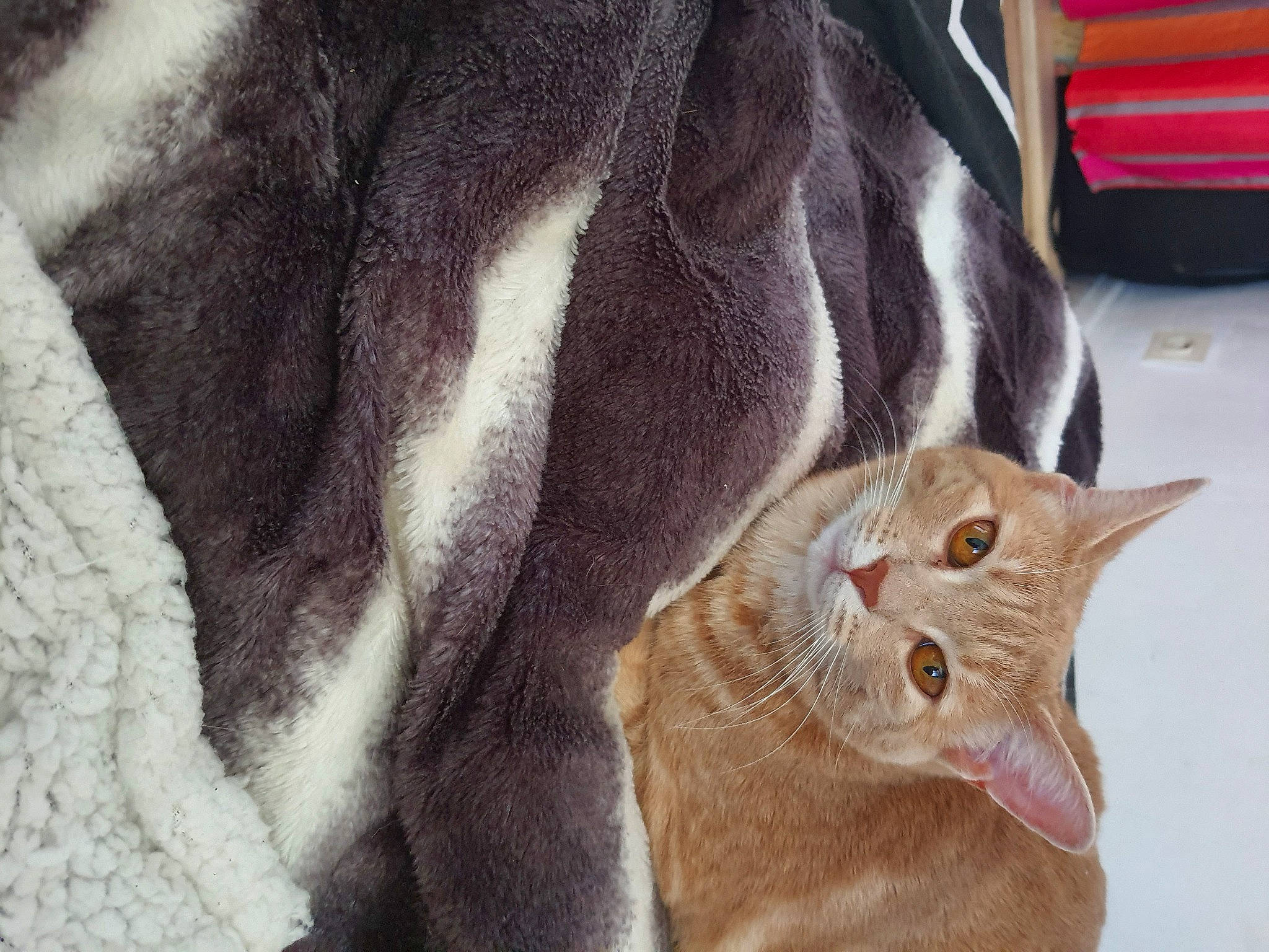 Carla participe au concours pour gagner de l'argent avec cette photo : asian, carnivore, cat, chartreux, chausie, domestic_short_haired_cat, ear, european_shorthair, fawn, felidae, fur, german_rex, mammal, small_to_medium_sized_cats, snout, tabby_cat, whiskers