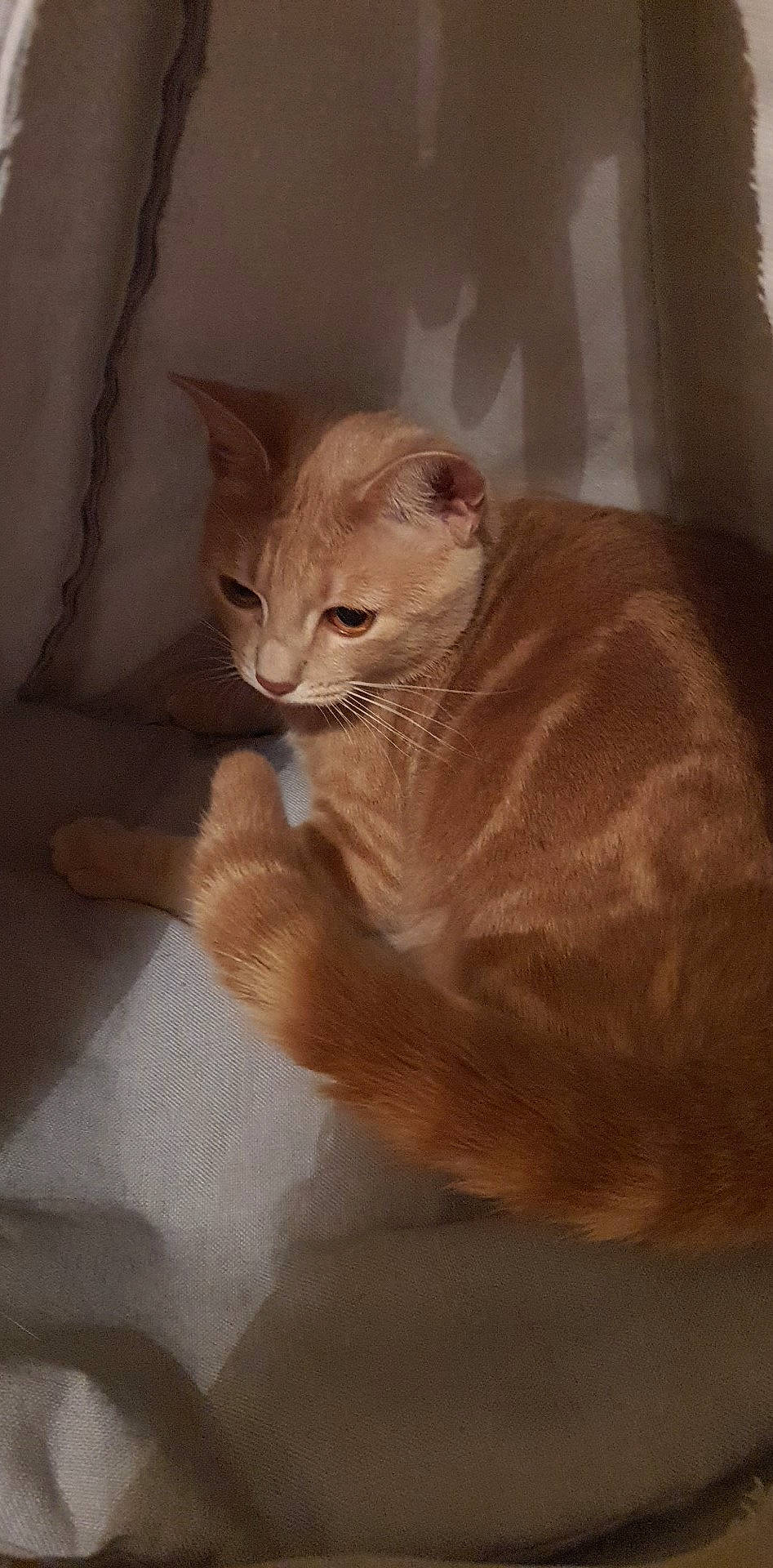 Carla participe au concours pour gagner de l'argent avec cette photo : arabian_mau, asian, australian_mist, burmese, burmilla, carnivore, cat, domestic_short_haired_cat, european_shorthair, fawn, felidae, german_rex, kitten, mammal, ojos_azules, small_to_medium_sized_cats, whiskers