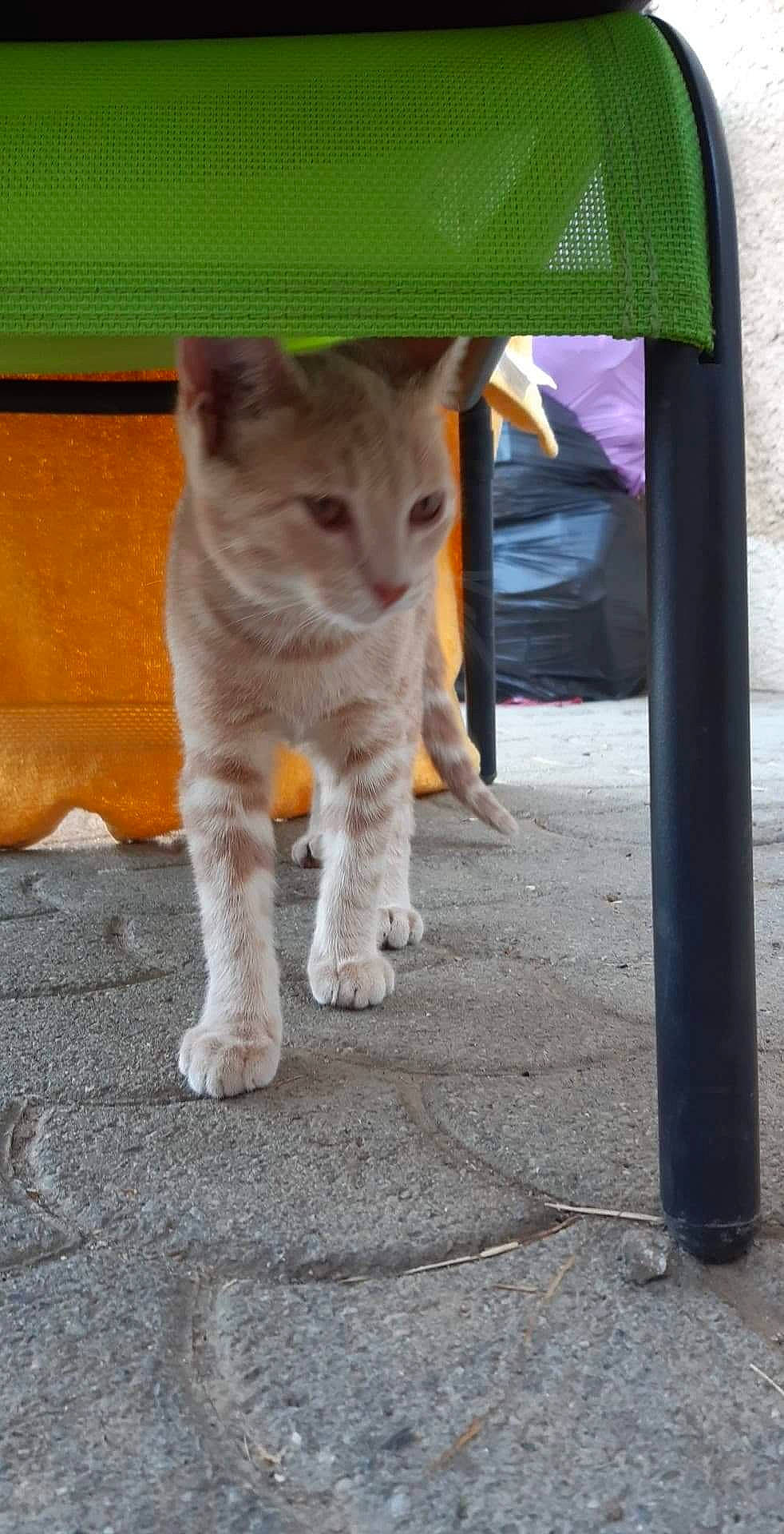 Carla a rejoint le concours — aidez-le/la à gagner de superbes lots ! aegean_cat, asian, carnivore, cat, domestic_short_haired_cat, european_shorthair, fawn, felidae, kitten, mammal, polydactyl_cat, small_to_medium_sized_cats, snapshot, snout, tabby_cat, tail, whiskers