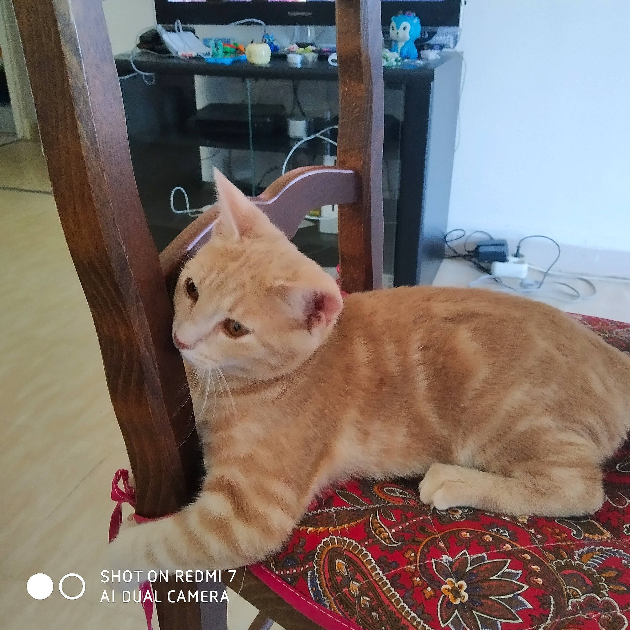 Carla participe au concours pour gagner de l'argent avec cette photo : american_shorthair, arabian_mau, asian, australian_mist, british_shorthair, carnivore, cat, domestic_short_haired_cat, european_shorthair, fawn, felidae, german_rex, kitten, mammal, small_to_medium_sized_cats, tabby_cat, tail, vertebrate, whiskers