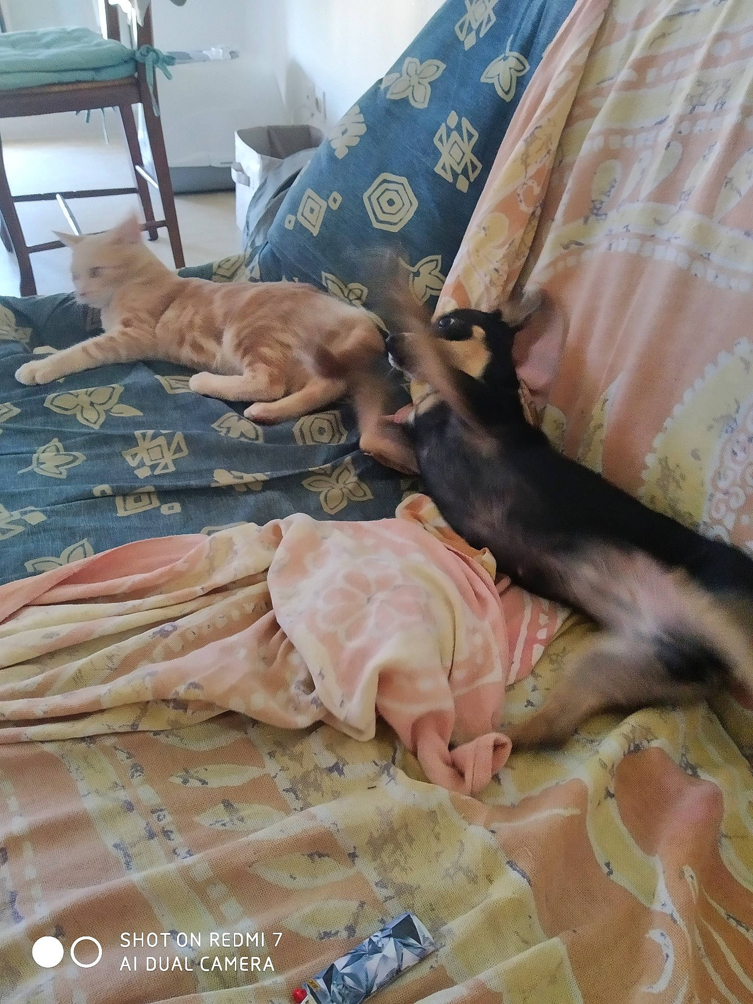 Carla a rejoint le concours — aidez-le/la à gagner de superbes lots ! canidae, carnivore, dog, dog_breed, fawn, guard_dog