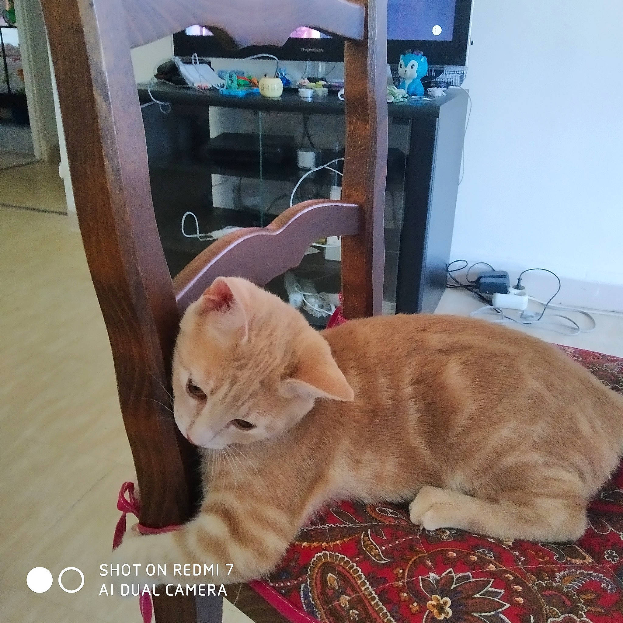 Carla a rejoint le concours — aidez-le/la à gagner de superbes lots ! asian, carnivore, cat, domestic_short_haired_cat, european_shorthair, fawn, felidae, kitten, mammal, small_to_medium_sized_cats, tabby_cat, tail, whiskers