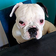 Vasco participe au concours pour gagner de l'argent avec cette photo : bulldog, dog, white_dog, pet, canine, portrait, close_up, sitting, indoors, teal_wall, chair, table, wrinkles, floppy_ears, brown_eyes, black_nose, short_coat, serious_expression, animal_photography, home