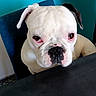 bulldog, dog, white_dog, pet, canine, portrait, close_up, sitting, indoors, teal_wall, chair, table, wrinkles, floppy_ears, brown_eyes, black_nose, short_coat, serious_expression, animal_photography, home