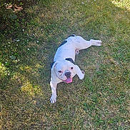 Vasco participe au concours pour gagner de l'argent avec cette photo : dog, grass, outdoor, sunlight, panting, white, black_spots, flower, nature, pet, animal, summer, happy, tongue_out, greenery, shade, relaxing, canine, playful, garden