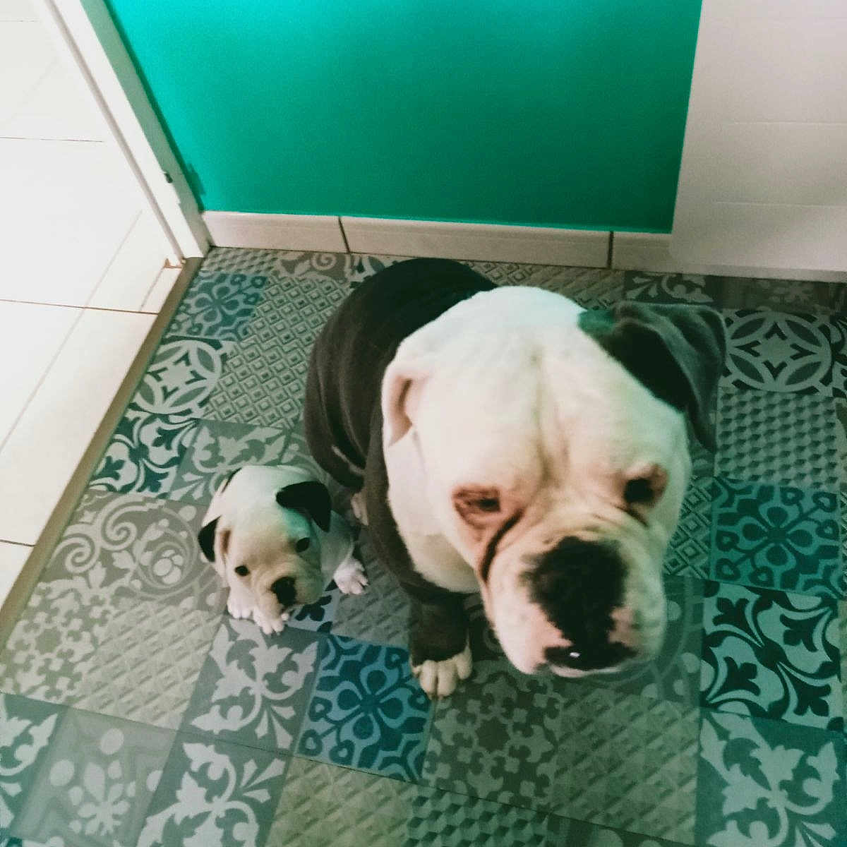 Vasco Et Spartacus