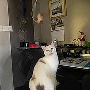 Perle a rejoint le concours — aidez-le/la à gagner de superbes lots ! animal, architecture, box, building, cat, chair, computer, computerhardware, desk, electronics, furniture, hardware, indoors, interiordesign, kitten, livingroom, person, pet, room, table