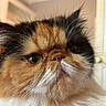 cat, calico_cat, fluffy, long_hair, fur, whiskers, green_eyes, pink_nose, close_up, portrait, grumpy, facial_expression, pet, animal, indoors, soft_lighting, tricolor, face, head, photography