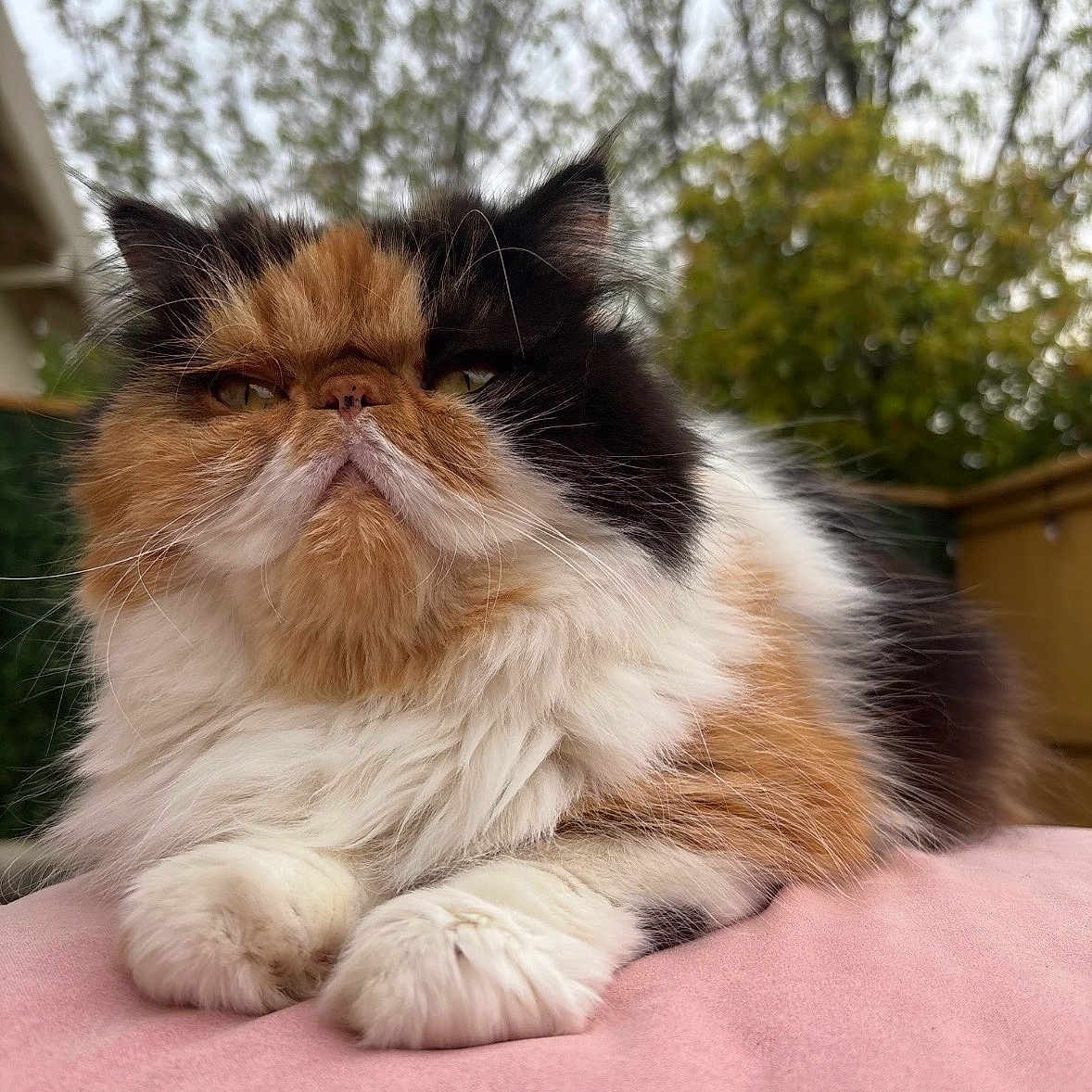 Lulu