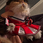 Lulu is registered to the contest to win money with this photo: cat, persian_cat, fluffy, costume, cheerleader, red_outfit, white_outfit, bow, pom_poms, pet, animal, portrait, sitting, indoor, sofa, long_hair, flat_face, whiskers, grumpy_expression, fashion