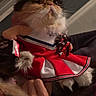 cat, persian_cat, fluffy, costume, cheerleader, red_outfit, white_outfit, bow, pom_poms, pet, animal, portrait, sitting, indoor, sofa, long_hair, flat_face, whiskers, grumpy_expression, fashion