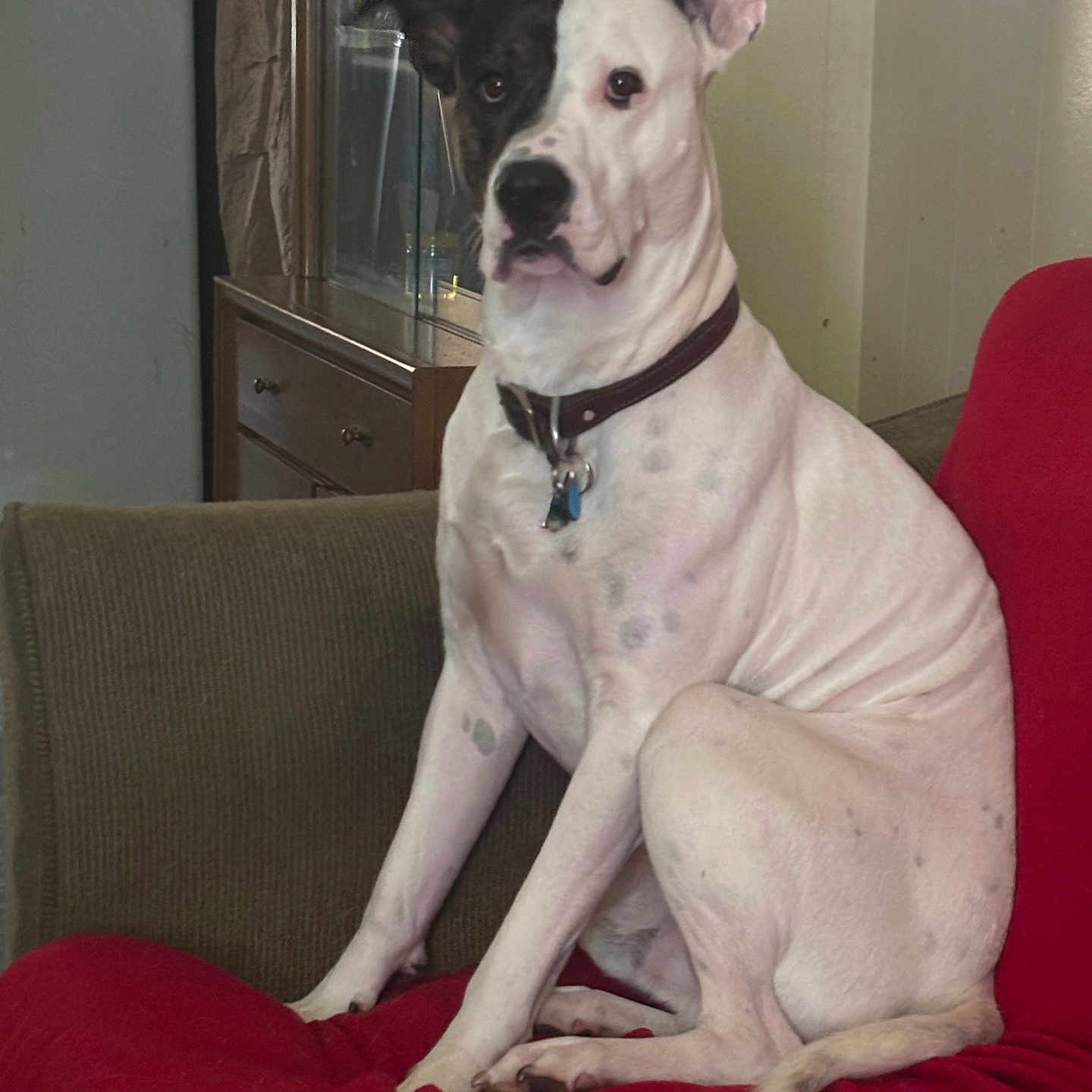 Charlie joined the competition — help win amazing prizes! alert, animal, black_patch, canine, collar, companion, couch, dog, domestic_animal, furniture, green_couch, household, indoor, living_room, pet, red_couch, relaxed, seated, sitting, white_dog
