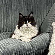 Finn is registered to the contest to win money with this photo: cat, black_and_white, fluffy, sitting, couch, indoor, pet, feline, yellow_eyes, fur, relaxed, home, cozy, comfort, animal, domestic, resting, portrait, furniture, cute
