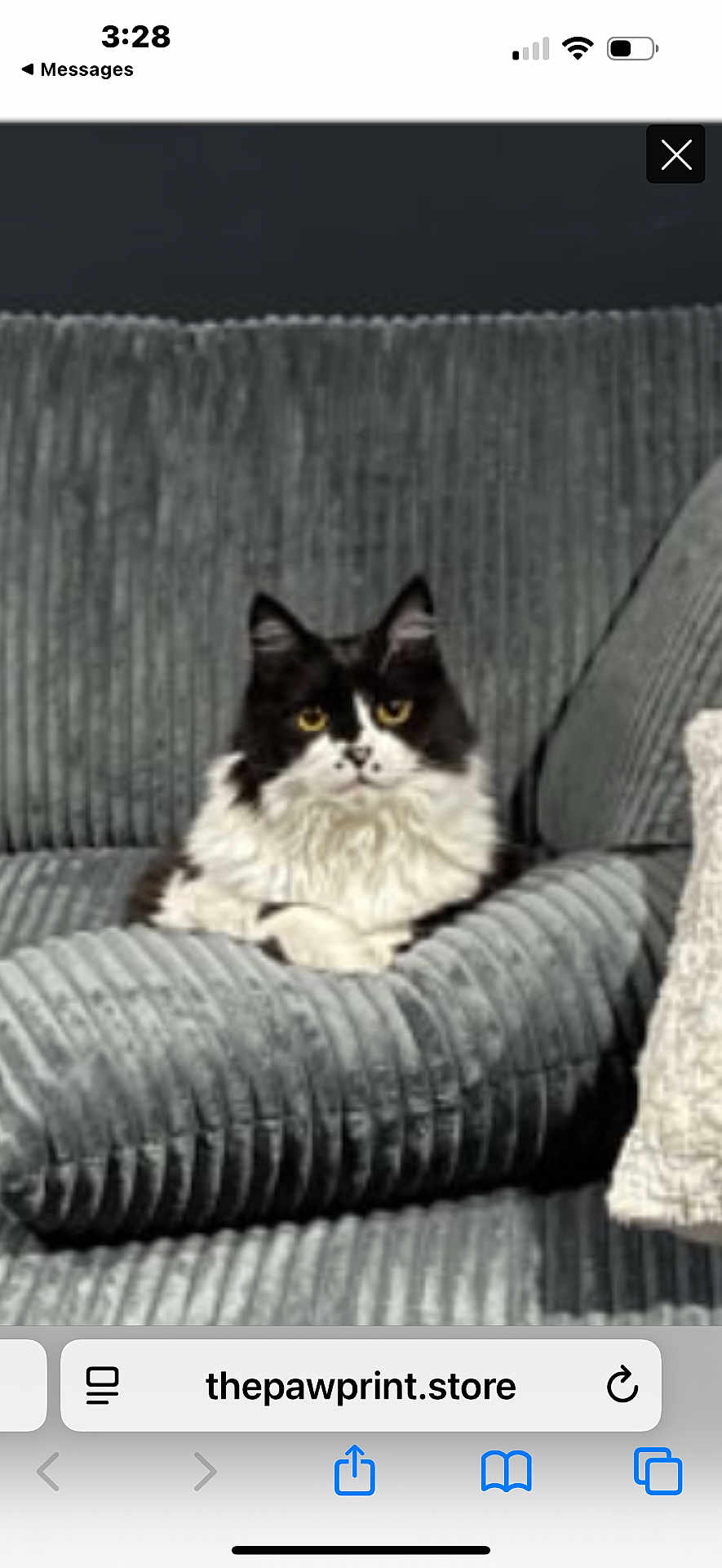Finn is registered to the contest to win money with this photo: cat, black_and_white, fluffy, sitting, couch, indoor, pet, feline, yellow_eyes, fur, relaxed, home, cozy, comfort, animal, domestic, resting, portrait, furniture, cute