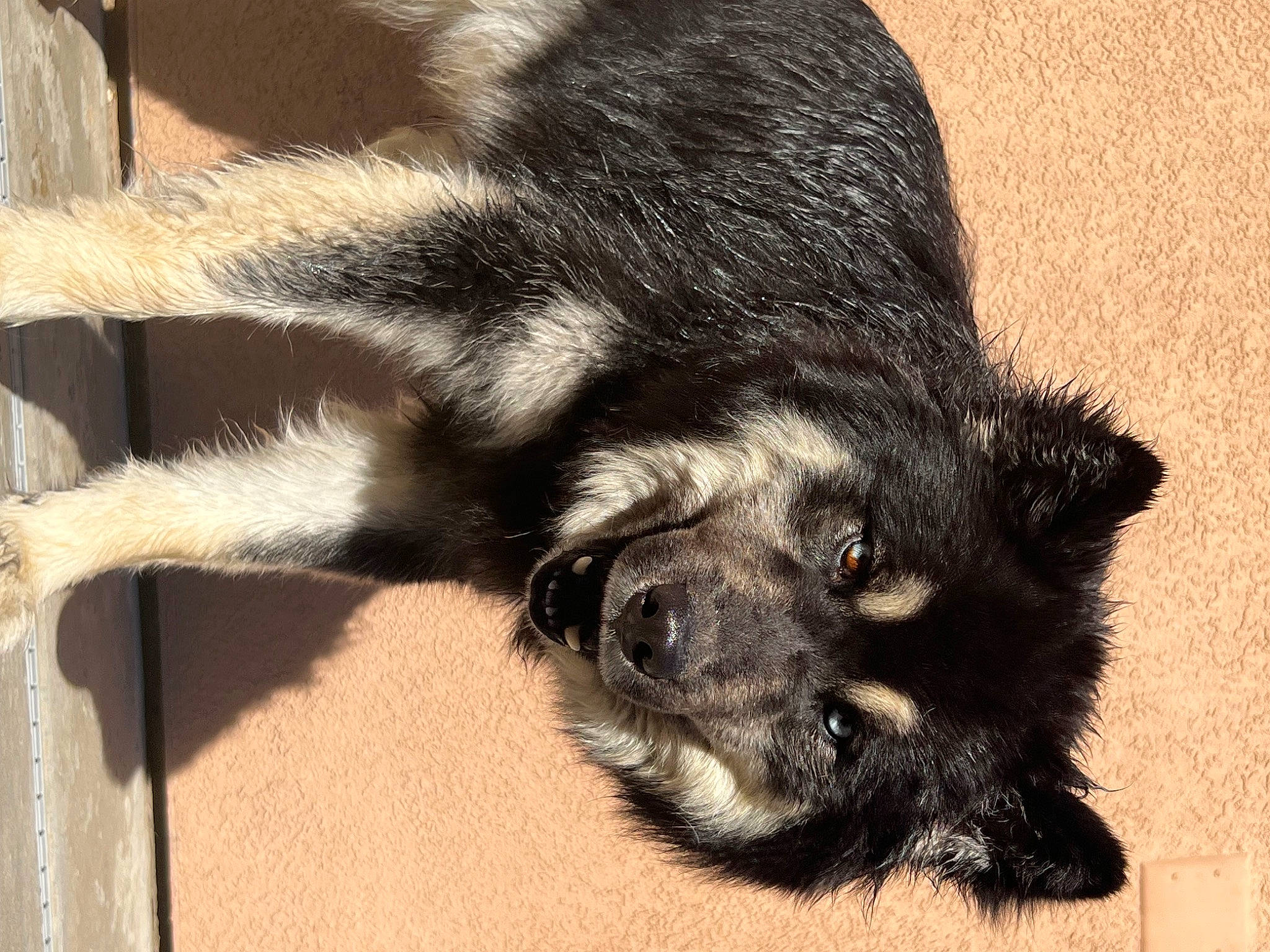 Midnight joined the competition — help win amazing prizes! canidae, carnivore, claw, companion_dog, dog, dog_breed, ear, fawn, foot, fur, paw, snout, sporting_group, tail, terrestrial_animal, toe, whiskers, working_animal, working_dog