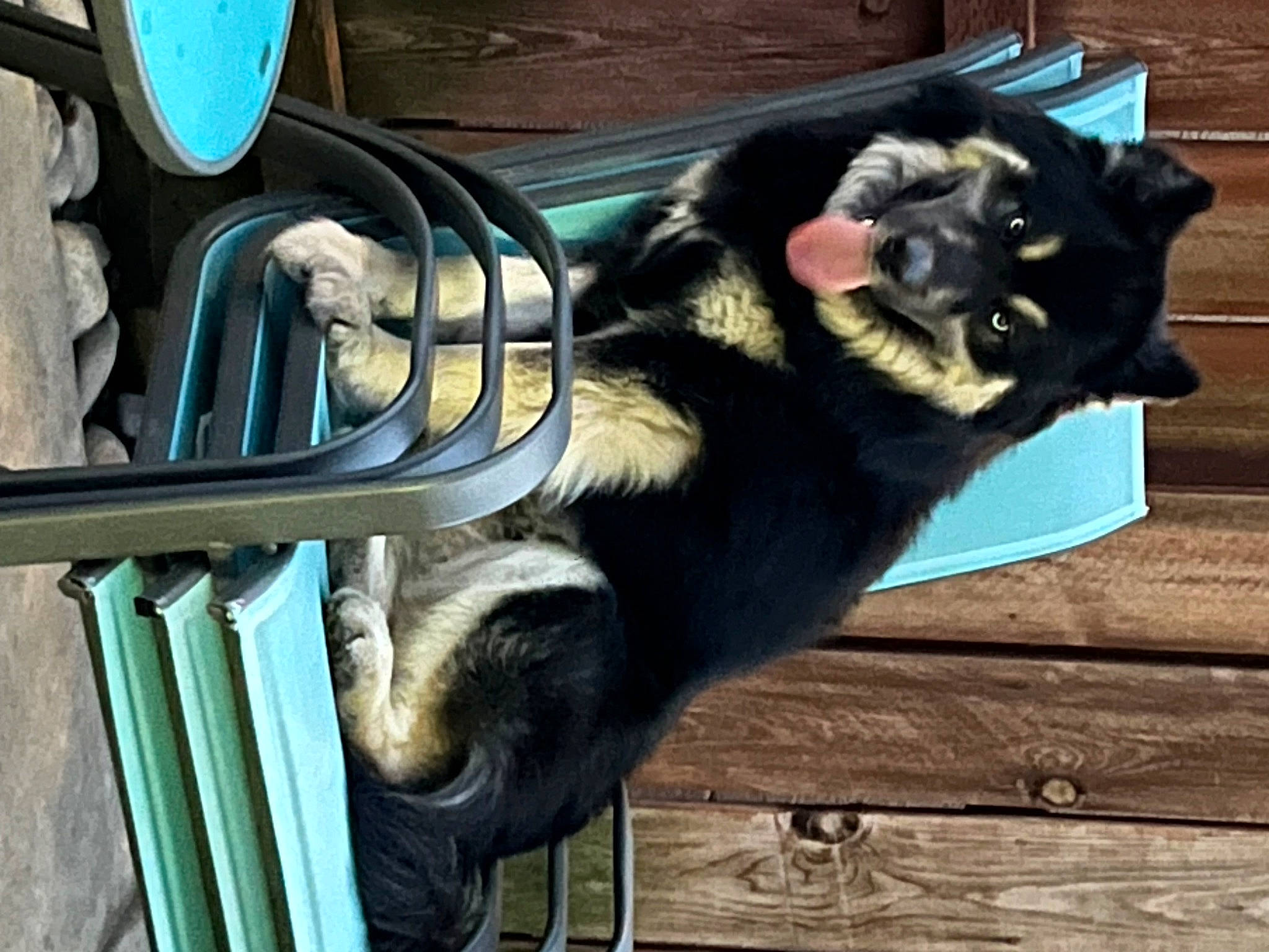 Midnight is registered to the contest to win money with this photo: canidae, carnivore, companion_dog, dog_breed, felidae, fur, gas, metal, pet_supply, snout, sporting_group, tail, terrestrial_animal, wood, working_animal