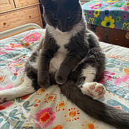 Jerry is registered to the contest to win money with this photo: cat, tuxedo_cat, black_and_white, pet, animal, sitting, bed, bedroom, fluffy, fur, paws, tail, whiskers, ears, portrait, indoor, colorful, floral, peace_sign, dresser