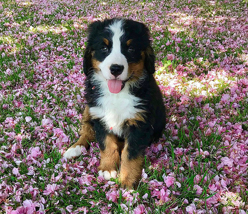 Berkeley is registered to the contest to win money with this photo: australian_collie, australian_shepherd, bernese_mountain_dog, canidae, carnivore, companion_dog, dog, dog_breed, english_shepherd, entlebucher_mountain_dog, flower, greater_swiss_mountain_dog, mammal, plant, vertebrate
