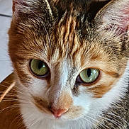 Chipie participe au concours pour gagner de l'argent avec cette photo : abyssinian, angora, animal, cat, kitten, manx, pet