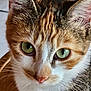 abyssinian, angora, animal, cat, kitten, manx, pet