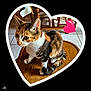 Chipie participe au concours pour gagner de l'argent avec cette photo : abyssinian, animal, art, cat, chair, clothing, collage, egyptiancat, envelope, footwear, furniture, greetingcard, hardwood, heart, kitten, mail, manx, pet, shoe, wood