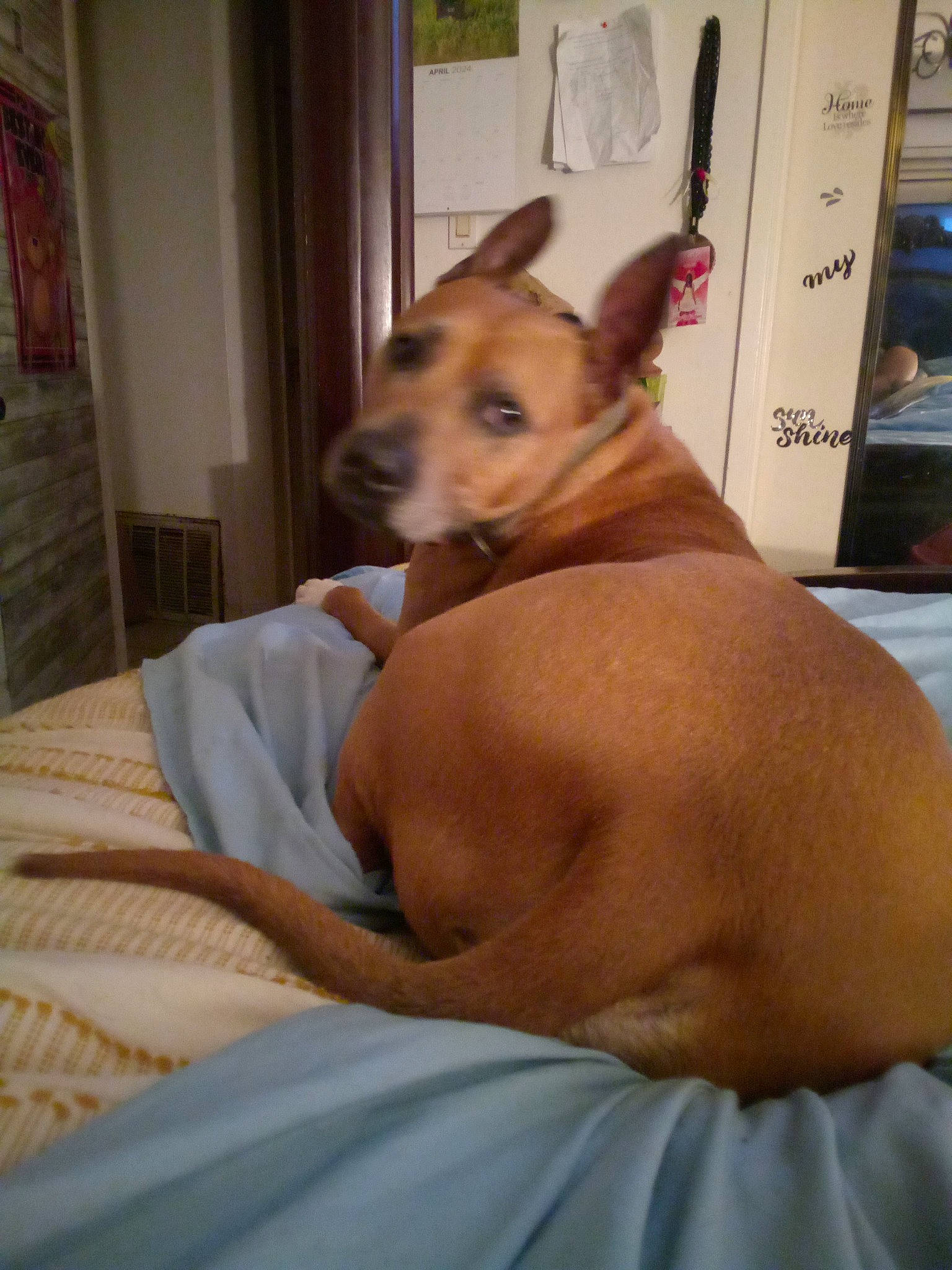 Rosco is registered to the contest to win money with this photo: abdomen, canidae, carnivore, chest, comfort, companion_dog, dog, dog_breed, dog_sports, dog_supply, ear, fawn, flooring, linens, snout, sporting_group, toy_dog, trunk, whiskers, wood