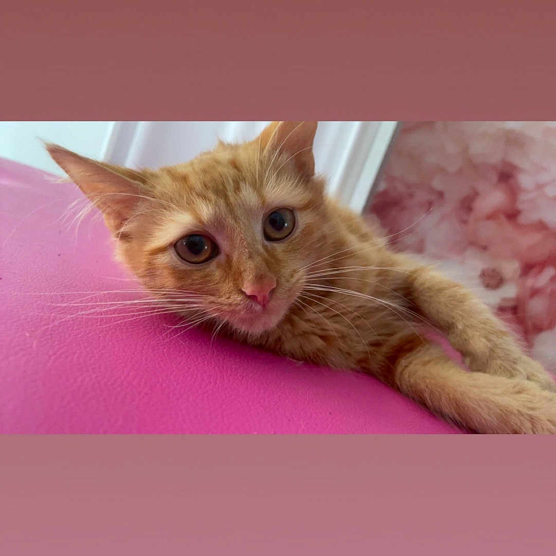 Tigrou participe au concours pour gagner de l'argent avec cette photo : abyssinian, angora, animal, cat, kitten, manx, pet, siamese