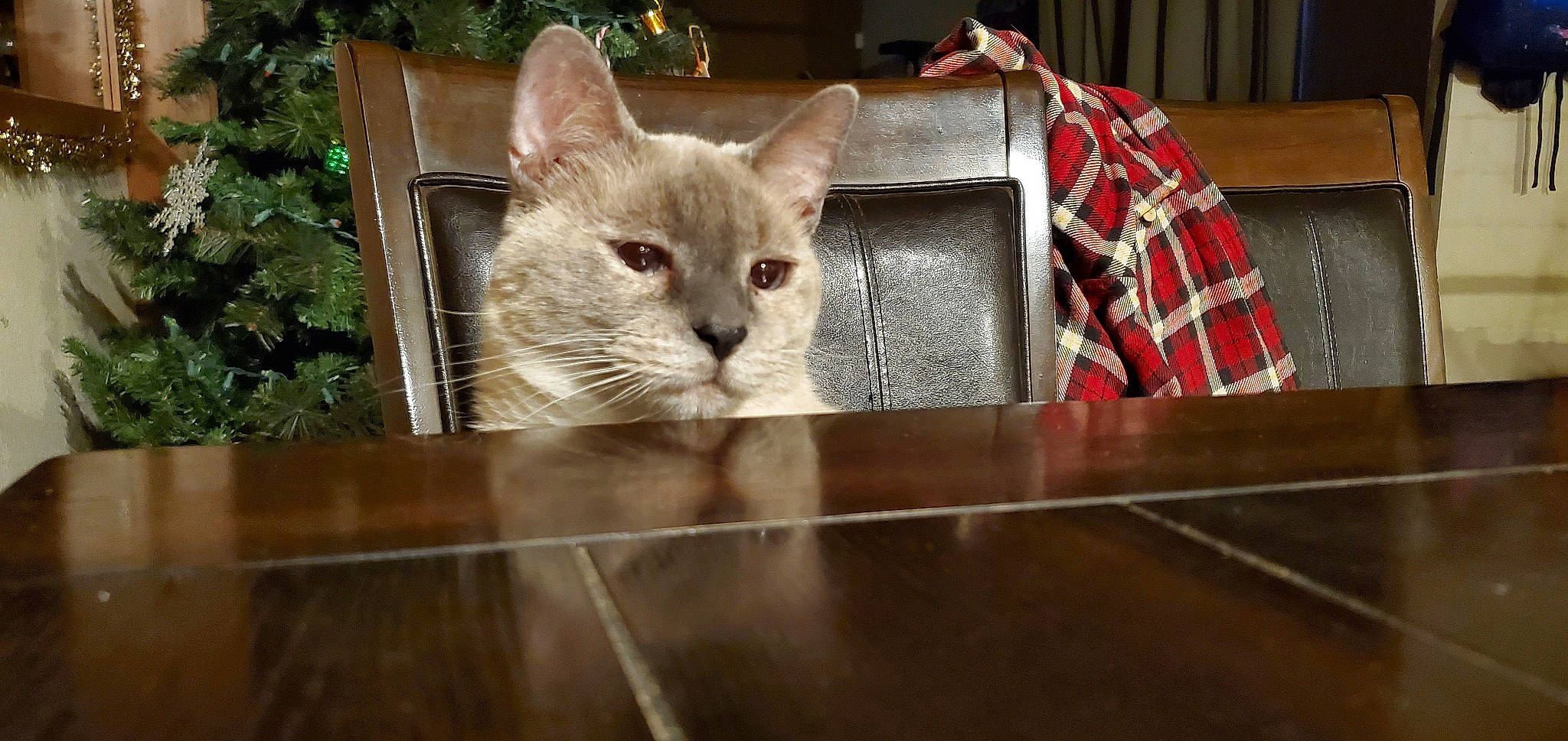 Cinderella joined the competition — help win amazing prizes! carnivore, cat, domestic_short_haired_cat, fawn, felidae, flooring, fur, hardwood, pattern, pet_supply, plaid, plant, small_to_medium_sized_cats, snout, table, tail, tartan, terrestrial_animal, whiskers, wood