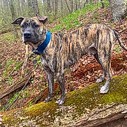Chronic joined the competition — help win amazing prizes! dog, brindle, collar, forest, log, moss, tree, outdoor, nature, animal, pet, canine, leaf, wood, bark, fur, standing, alert, greenery, trail