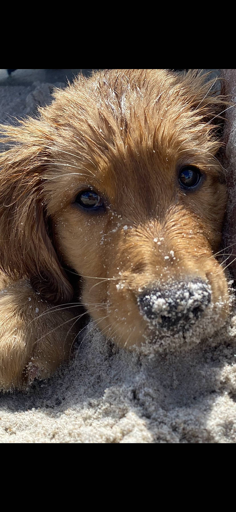 Jagger is registered to the contest to win money with this photo: ancient_dog_breeds, canidae, carnivore, companion_dog, dog, dog_breed, fawn, fur, liver, paw, puppy, snout, snow, sporting_group, terrestrial_animal, terrier, whiskers, wildlife, winter, working_animal