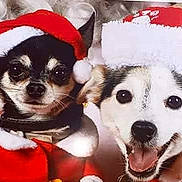 Mickey Et Noisette a rejoint le concours — aidez-le/la à gagner de superbes lots ! dog, santa_hat, christmas, holiday, pet, cute, smiling, costume, festive, animal, canine, portrait, red_clothing, happy, celebration, friendship, companion, holiday_season, fur, domestic_animal