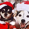 dog, santa_hat, christmas, holiday, pet, cute, smiling, costume, festive, animal, canine, portrait, red_clothing, happy, celebration, friendship, companion, holiday_season, fur, domestic_animal