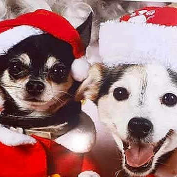 Mickey Et Noisette a rejoint le concours — aidez-le/la à gagner de superbes lots ! dog, santa_hat, christmas, holiday, pet, cute, smiling, costume, festive, animal, canine, portrait, red_clothing, happy, celebration, friendship, companion, holiday_season, fur, domestic_animal