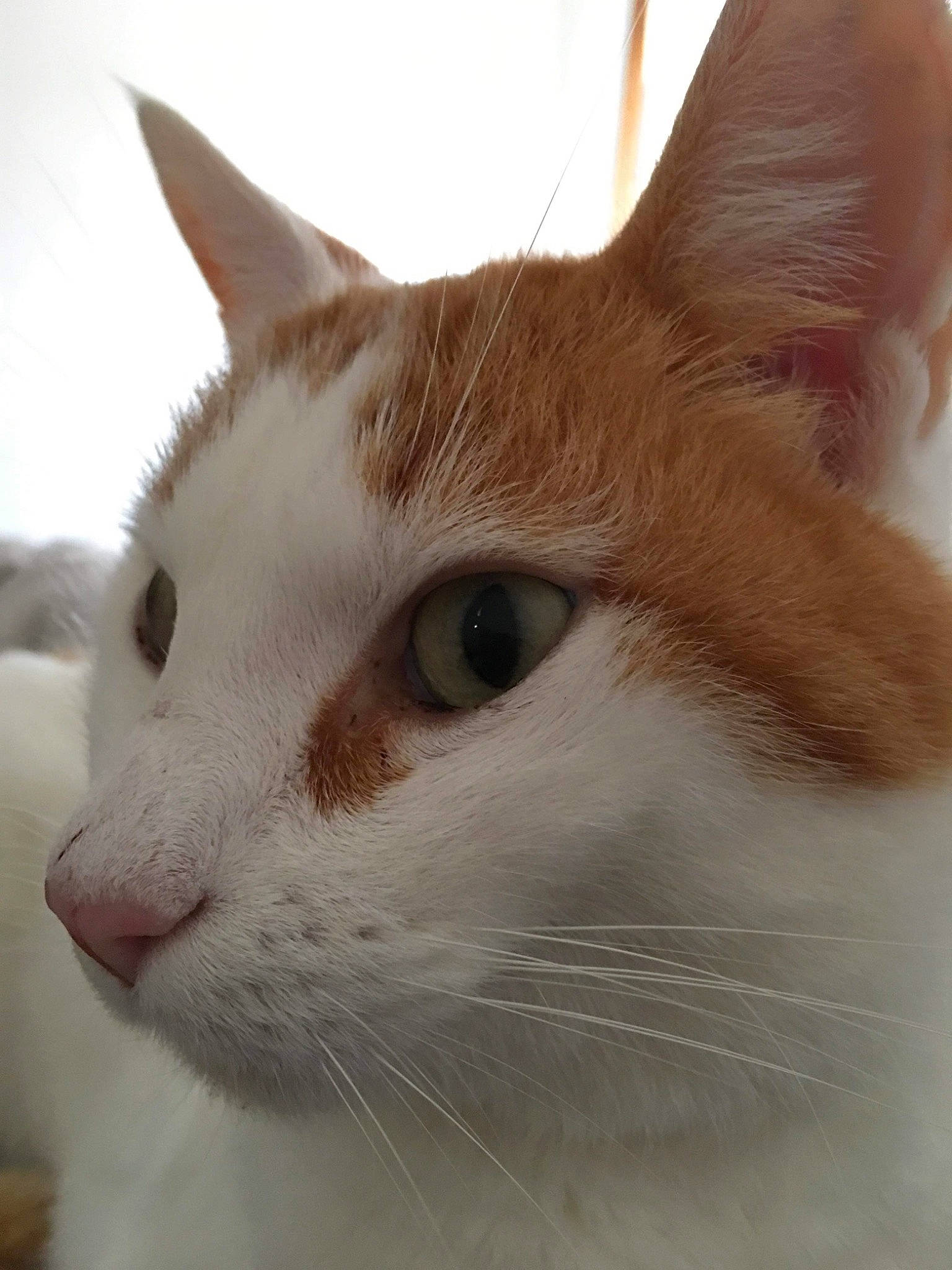 Kheopps a rejoint le concours — aidez-le/la à gagner de superbes lots ! aegean_cat, american_wirehair, carnivore, cat, close_up, domestic_short_haired_cat, eye, fawn, felidae, fur, german_rex, khao_manee, kitten, mammal, nose, singapura, small_to_medium_sized_cats, snout, turkish_van, whiskers