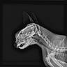 Captain joined the competition — help win amazing prizes! cat, feline, x_ray, radiograph, skeleton, skull, head, ears, spine, neck, ribcage, bones, veterinary, medical_imaging, animal, profile, monochrome, black_background, metallic_objects, diagnostic
